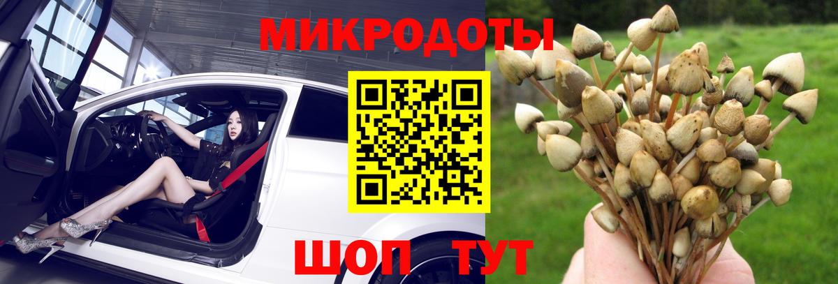 купить   Псилоцибиновые грибы Magic Shrooms  Вход с VPN  Буйнакск 